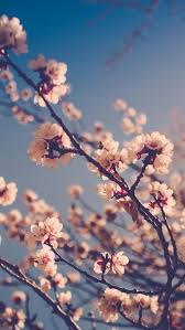 Blossom Pinterest Carriefiter 90s Fashion Street Wear Street Style Photography Style Hipster Vin Spring Wallpaper Nature Wallpaper Aesthetic Wallpapers