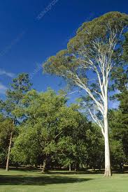 Image result for Eucalyptus citriodora