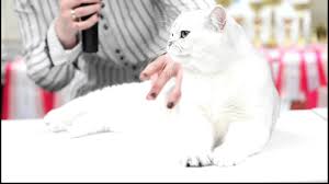 The health of our cats and kittens is very important to us. Silver Shaded British Shorthair Cat Youtube