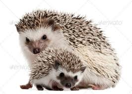 Four Toed Hedgehogs Atelerix Albiventris 3 Weeks Old In Front Of White Background Hedgehog Pet Cute Hedgehog Hedgehog