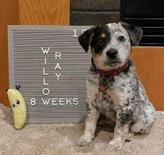 The border collie mix puppy is happy and energetic. The Blue Heeler Border Collie Mix Everything You Need To Know K9 Web