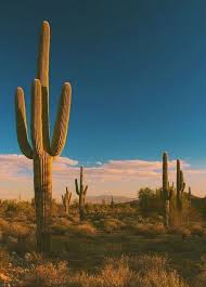It is perfectly adapted to the hot, dry climate in which it grows, with a. Did You Know Saguaro S Typically Grow Their Arms Until They Are 100 Years Old They Also Have Flowers That Only Bloom For Saguaro Saguaro Cactus Arizona Cactus
