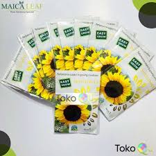 Kecantikan bunga matahari yang mekar berkembang dikatakan bunga ini punya aura positifnya yang tersendiri. Jual Benih Bibit Bunga Matahari Sunflower Maica Leaf Terbaru Juni 2021 Blibli