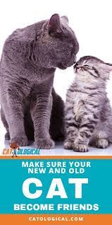 Bringing A New Cat Home Can Be Like Having A Baby When It Comes To Already Having Other Cats There Trying To Ensure They Aren Cats Old Cats Cat Having Kittens