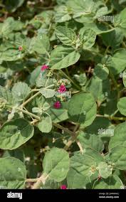 Image result for Boerhavia repens
