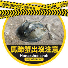 馬 蹄 蟹 將 很 快 在 香 港 消 失 嗎 ？. åœ‹éš›é¦¬è¹„èŸ¹æ—¥ Timable Hong Kong Event