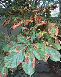 A tree is listed as potential/unproven Landscape Guignardia Leaf Blotch Umass Center For Agriculture Food And The Environment