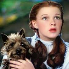 I See Stars We Re Not In Kansas Anymore Were Not In Kansas Anymore Toto Wizard Of Oz The Wonderful Wizard Of Oz Brave Movie