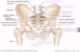 Surgical pelvic anatomy in gynecologic oncology. Spine And Pelvis Anatomy Anatomy Drawing Diagram
