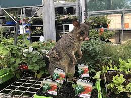 This is a very hardy plant that only needs to be watered occasionally in the cooler months. Adorable Moment Two Alpacas Are Spotted Wandering Around A Bunnings Warehouse Daily Mail Online