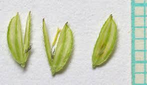 Image result for Leptochloa uniflora