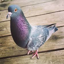 Pet Pigeon Aggressive Behavior Pigeon Talk Pet Pigeon Pets Pigeon