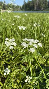 Image result for Oenanthe