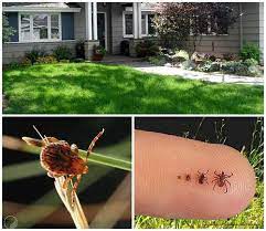 7 Awesome Ways To Tick Proof Your Yard Garden Pest Control Garden Bugs Backyard For Kids