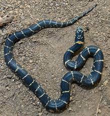 Snakes are good climbers and can also enter through the attic where trees or shrubs provide access. Snakes Of Virginia