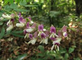 Image result for Sophora velutina
