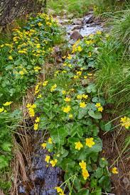 We did not find results for: Small Yellow Spring Flowers In The Mountains Vesennik Or Eranthis Hyemalis Near The River The First Spring Flowers Early Spring Flowers In Bloom Winter Aconite Group Of Flowering Plants Stock Photo Picture