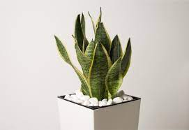 Snake Plant Leaves Curling Causes And Solutions Smart Garden Guide Snake Plant Care Plant Benefits Snake Plant
