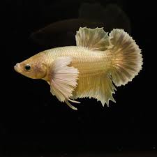 Betta fish, also known as siamese fighting fish, are very common with beginner aquarists. Light Gold Dumbo Big Ears 034 Hmpk Betta Fish Betta Freshwater Aquarium Fish