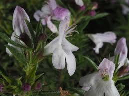 Image result for Satureja