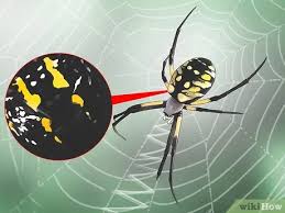 What does a male garden spider look like. 3 Ways To Identify A Garden Spider Wikihow