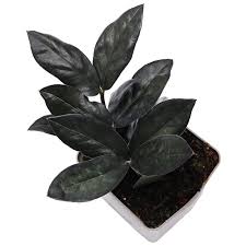 Image result for Albertisia exelliana