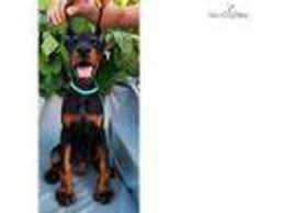 The average wait time varies from 6 to 13 months as per the waiting list. View Ad Doberman Pinscher Puppy For Sale Near Texas Houston Usa Adn 05483879574