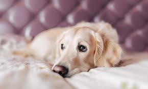 Do you know the potential early warning signs of cancer in a dog or cat? 7 Ways To Reduce Your Dog S Risk Of Cancer The Dogington Post
