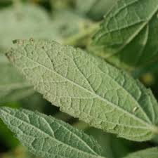 Image result for Malvastrum coromandelianum