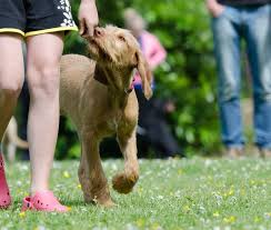 Small dogs receive lots of love and cuddles during daycare and boarding stays. Best Dog Boarding Near Me Dog Training Most Common Mistakes Pet Zone 2021