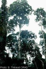 Image result for Triplochiton zambesiacus