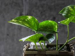 680 x 794 jpeg 86 кб. Early Season Advice For Ailing Houseplants West Hawaii Today