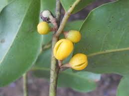 Image result for Peraceae
