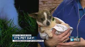 Our animal rescue team has traveled all over the country to take puppy mill dogs out of their small, dirty cages and put them on the path to better lives. Some Puppies Rescued From Monstrous Puppy Mill Ready For Adoption At Humane Society Of Charlotte
