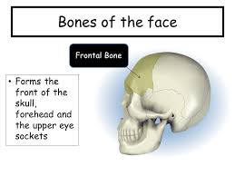 Skull has 8 bones in cranium and 14 in the face. Bones Of The Head Neck Shoulder Ppt Video Online Download
