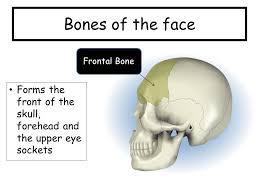 The 206 bones of the body include the ribs, skull, spine, vertebrae, thigh bone, and many more. Bones Of The Head Neck Shoulder Ppt Video Online Download