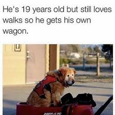 Animals make the best faces and, of course, the internet is there are literally millions of quality funny animal memes online for you to check out. 35 Of The Happiest Animal Memes To Start The Week With A Smile Bored Panda