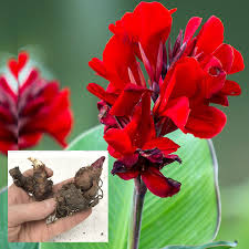 Live Canna Lily Bulbs Exotic Tropical Plant Red Flowers Etsy