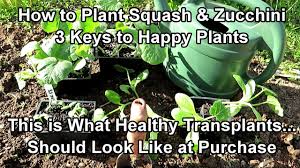 In early spring, be ready to protect plants from frost by covering them with old milk jugs, if necessary. How To Plant Summer Squash Zucchini Soil Preparation Planting Buying Healthy Transplants Youtube