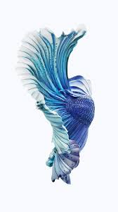 Iphone 6s Silver Blue Fish Wallpaper Png 1080 1921 Iphone 6s Wallpaper Fish Wallpaper Ios Wallpapers