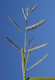 Image result for Urochloa