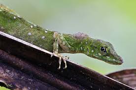 Image result for Anolis gemmosus