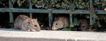 They are carried by several types of rodents, particularly the deer mouse. Hantavirus So Gefahrlich Ist Eine Infektion In Deutschland Focus Arztsuche