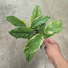 Image result for hoya multiflora