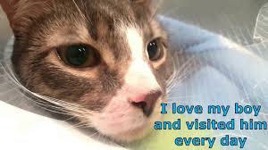 My Story About My Cat When He Was In The Hospital Last March Cats Love My Boys Hospital