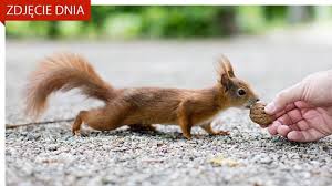 Wiadomosci Z Kraju I Ze Swiata Najnowsze Informacje W Tvn24 Animals Kangaroo