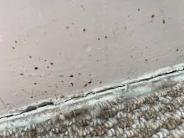 Image result for bed bugs droppings