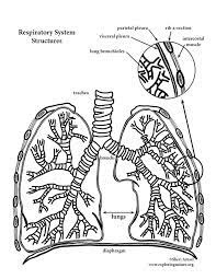 Download this running horse printable to entertain your child. Lungs Coloring Page