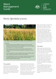 Image result for Sporobolus natalensis