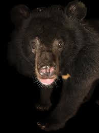 Bears Facts And Information